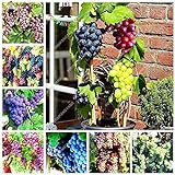 foto Shoopy Star Multi-Colored: 50 pezzi/bag Miniature Grape Vine Organic seeds arcobaleno semi d'uva Pianta succulenta, miglior prezzo , bestseller 2024