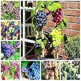 foto Shoopy Star Multi-Colored: 50 pezzi/bag Miniature Grape Vine Organic seeds arcobaleno semi d'uva Pianta succulenta, miglior prezzo , bestseller 2025