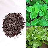 foto BigFamily 1000 pezzi di menta piperita rara semi di erbe menta balsamo foglie di menta viridis, miglior prezzo EUR 7,71, bestseller 2025