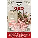 foto Geo China Rose Semi da Germoglio, Marrone, 12.7x0.7x20 cm, miglior prezzo EUR 12,73, bestseller 2024