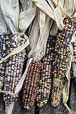 foto Corn ornamentale, semi di mix di mais ornamentali - Zea mays, miglior prezzo EUR 2,49, bestseller 2024
