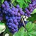 Pinkdose 30seds / bag seme fertilizzante frutto di semi d'uva frutta balcone in vaso 5: 5 nuovo 2024