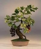 Foto Grandes miniatura semillas de uva de la vid, patio Syrah, Vitis vinifera, planta de interior, 50 semillas, semillas de frutas bonsai, # 1UM2LB, mejor precio 14,99 €, éxito de ventas 2025