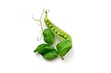 Photo Pea Seeds for Planting - Sprouting - Microgreens - Oregon Sugar Pod II - About 100 Vegetable Seeds!, best price $6.99, bestseller 2025