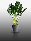 Photo 10 graines - ARBRE DU VOYAGEUR - Ravenala Madagascariensis, meilleur prix 2,99 € (0,30 € / unité), best-seller 2024