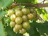 Foto Las semillas de Vitis rotundifolia bronce moscatel de uva!, mejor precio 17,40 €, éxito de ventas 2024