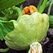 TomorrowSeeds - Benning's Green Tint Patty Pan Seeds - 60+ Count Packet - Bush Scallop Summer Squash Patisson Scallopini Vegetable Seed new 2024