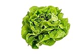 Photo 500 Buttercrunch Lettuce Seeds for Planting - Heirloom Non-GMO Vegetable Seeds for Planting - Hydroponics - Microgreens - AKA Butterhead Lettuce, Boston Lettuce, Bibb Lettuce, best price $5.49, bestseller 2024