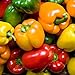 Rainbow Blend Sweet Bell Pepper Seeds, 50+ Premium Heirloom Seeds,So Much Fun!! A Must Have for Your Home Garden! (Isla's Garden Seeds), Non GMO, 85-90% Germination Rates, Seeds new 2024