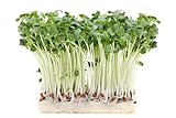 Foto 500 g Rettich Samen Bio Keimsaat “Daikon” für Sprossen Microgreens Vegan Rohkost, bester Preis 11,99 € (23,98 € / kg), Bestseller 2024