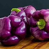 Foto 30 piezas Semillas de pimiento morrón de Semillas de pimiento morado de jardinería Una de las semillas de hortalizas favoritas de los jardineros, mejor precio 4,99 €, éxito de ventas 2025