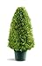 National Tree Company Artificial Shrub | Includes Pot Base | Upright Juniper - 30 Inch new 2024