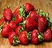 20 OZARK BEAUTY STRAWBERRY PLANTS - Organic Non GMO Heirloom Fruit - Bare Root new 2024