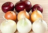 Photo NIKA SEEDS - Vegetable Onion Rainbow Mix Neutral - 500 Seeds, best price $8.95, bestseller 2024