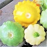 Photo TomorrowSeeds - 3 Colors Mix Patty Pan Squash Seeds - 20+ Count Packet - Yellow, Green Tint, White Bush Scallop Summer Patisson Scallopini, best price $3.80 ($0.19 / Count), bestseller 2024