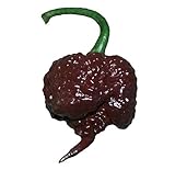 Photo Chocolate Carolina Reaper HP22B Pepper Premium Seed Packet Record Hottest in The World + More, best price $6.99, bestseller 2024