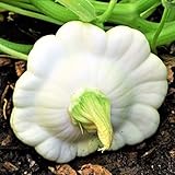 Photo TomorrowSeeds - Early White Patty Pan Seeds - 20+ Count Packet - Bush Scallop Summer Squash Patisson Custard Scallopini Vegetable Seed for, best price $3.80 ($0.19 / Count), bestseller 2025