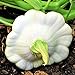 TomorrowSeeds - Early White Patty Pan Seeds - 20+ Count Packet - Bush Scallop Summer Squash Patisson Custard Scallopini Vegetable Seed for new 2024
