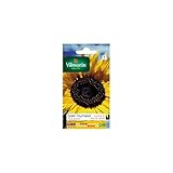 Foto Vilmorin - Paquete semillas Sol girasol flor gigante, mejor precio 5,90 €, éxito de ventas 2025