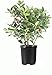 Dwarf Burford Holly | 3 Live Quart Size Plants | Ilex Burfordi Evergreen Hedge Red Berries Shrub Tree new 2024
