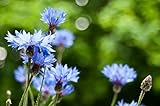 Photo Sweet Yards Seed Co. Blue Cornflower Seeds – Bachelor Buttons – Extra Large Packet – Over 5,000 Open Pollinated Non-GMO Wildflower Seeds – Centaurea cyanus, best price $7.97, bestseller 2024