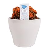 Photo Costa Farms, Premium Live Indoor Desert Gems Orange Cacti, Tabletop Plant, White Gloss Euro Ceramic Decorator Pot, Shipped Fresh From Our Farm, Excellent Gift, best price $33.99, bestseller 2025