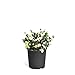 Brighter Blooms - Dwarf Radicans Gardenia Shrub - Indoor/Outdoor Flowering Plant, 3 Gallon, No Shipping to AZ new 2024