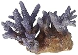 Foto Aqua Della 234-431368 Coral Acropora - Decoración para Acuario, Color Lila, mejor precio 16,46 €, éxito de ventas 2024