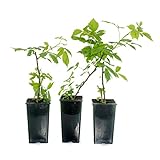 Foto Frambueso Rojo Rubus Idaeus 10cm Planta Natural en Maceta Pequeña 1 Unidad, mejor precio 19,95 €, éxito de ventas 2025