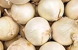 Photo 250 Early White Grano PRR Onion Seeds | Non-GMO | Heirloom | Instant Latch Garden Seeds, best price $5.95, bestseller 2025