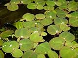 Foto Desconocido Planta de Acuario o Estanque. Phyllantus fluitans.8 Plantas flotantes.Pecera, mejor precio 5,25 €, éxito de ventas 2025