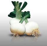 Photo 100 graines - OIGNON Blanc de Rebouillon - Allium cepa, meilleur prix 2,79 € (0,03 € / unité), best-seller 2024