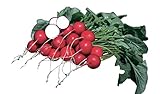 Photo Burpee German Giant Radish Seeds 1000 seeds, best price $6.71, bestseller 2025