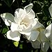 Jubilation Gardenia (2 Gallon) Flowering Evergreen Shrub with Fragrant White Blooms - Full Sun to Part Shade Live Outdoor Plant / Bush - Southern Living Plants new 2024