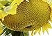 25 Seeds (PKD) Sunzilla Sunflower new 2024