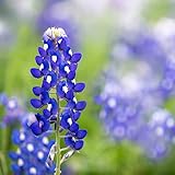 Photo Texas Bluebonnet Seeds (Lupinus texensis) - Over 1,000 Premium Seeds - by 'createdbynature', best price $9.99, bestseller 2024