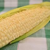 Photo Country Gentleman Sweet Corn - 50 Seeds - Heirloom & Open-Pollinated Variety, USA-Grown, Non-GMO Vegetable Seeds for Planting Outdoors in The Home Garden, Thresh Seed Company, best price $7.99, bestseller 2025