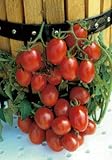 Photo Salerno Seeds Grape Tomato Crovarese Pomodoro Heirloom Tomato 3 Grams Made in Italy Italian Non-GMO, best price $4.99, bestseller 2024