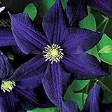 Photo 50 Dark Purple Clematis Seeds Bloom Climbing Perennial Flowers Seed Flower Vine Climbing Perennial, best price $9.99, bestseller 2024