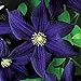 50 Dark Purple Clematis Seeds Bloom Climbing Perennial Flowers Seed Flower Vine Climbing Perennial new 2024
