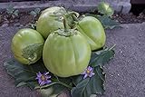 Foto Aubergine Samen Thai-Aubergine Grüne Schale Pflanzen Gemüse Obst Samen für die Bepflanzung Garten Outdoor Indoor, bester Preis 3,00 €, Bestseller 2024