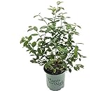 Photo Premier Plant Solutions 19558 High Bush Plants That Work Blueberry (Vaccinium) Duke, 1 Gallon, best price $19.86, bestseller 2025