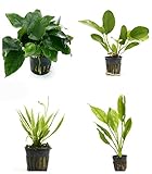 Photo 4 Potted Live Aquarium Plants Bundle - Anubia, Amazon Sword, Kleiner Bar, Narrow Leaf, best price $26.75, bestseller 2025