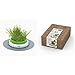 Catit Senses 2.0 Grass Planter & Catit Senses 2.0 Cat Grass Kit (Set of 3) new 2024