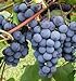 Grape Seeds - Concord Grape Seeds (30) new 2024