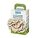 Back to the Roots Organic Mini Mushroom Grow Kit, Harvest Gourmet Oyster Mushrooms In 10 days, Top Gardening Gift, Holiday Gift, & Unique Gift new 2024