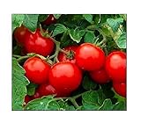 Photo 250 Cherry Tomato Seeds Large | Non-GMO | Fresh Garden Seeds, best price $6.95, bestseller 2024