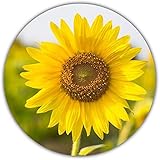 Foto Semillas de Girasol (Helianthus annuus), Aprox. 50 Semillas, Planta llamativa para Autocultivo, Amarillo, Grande, mejor precio 4,49 €, éxito de ventas 2025