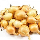 Photo 8 Ounces Yellow Onion Sets Sweet Onions Bulb Seed Set Perennial Garden Vegetable Green Plant Bulbs Seeds Permaculture, best price $9.95, bestseller 2025