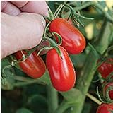 Photo Red Grape Tomato Seeds (20+ Seeds) | Non GMO | Vegetable Fruit Herb Flower Seeds for Planting | Home Garden Greenhouse Pack, best price $3.69 ($0.18 / Count), bestseller 2024